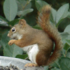 American Red Squirrel
