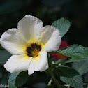 White buttercup