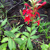 Cardinal Flower