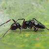 Rattle Ant Mimic Spider