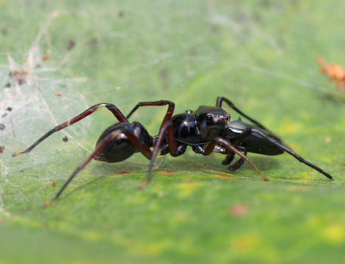 Rattle Ant Mimic Spider