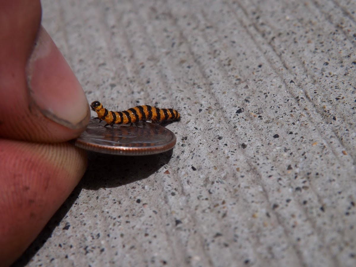 Cinnabar Moth Caterpillar