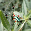 Long-horned beetle.