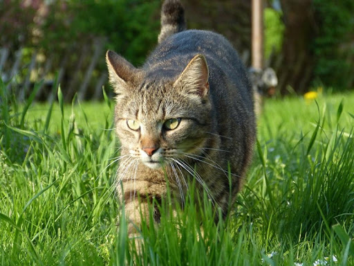 猫のジグソーパズル