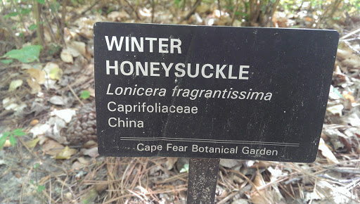 Winter Honeysuckle