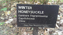 Winter Honeysuckle
