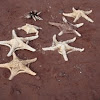 Galapagos Starfish