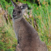 Eastern Grey Kangaroo (female)