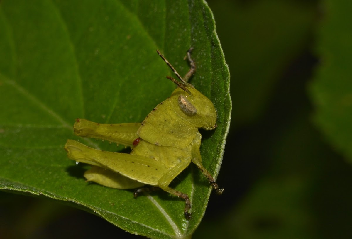 Yellow Grasshopper