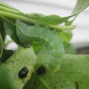 Pyramidal Green Fruitworm