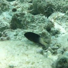 Bicolor Damselfish