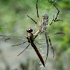 Dragon Fly and Black and Yellow Argiope