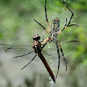 Dragon Fly and Black and Yellow Argiope