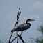 Black headed heron