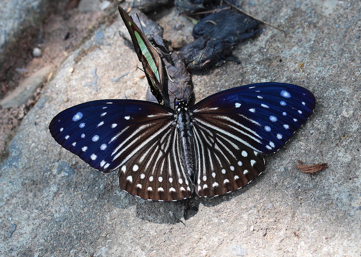 Avatar Moth