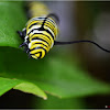 Monarch catterpillar