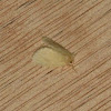 Yellow Tussock Moth