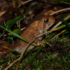 Young American toad