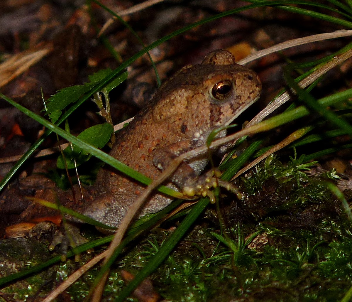 Young American toad