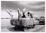 Graanoogst in Aalsmeer