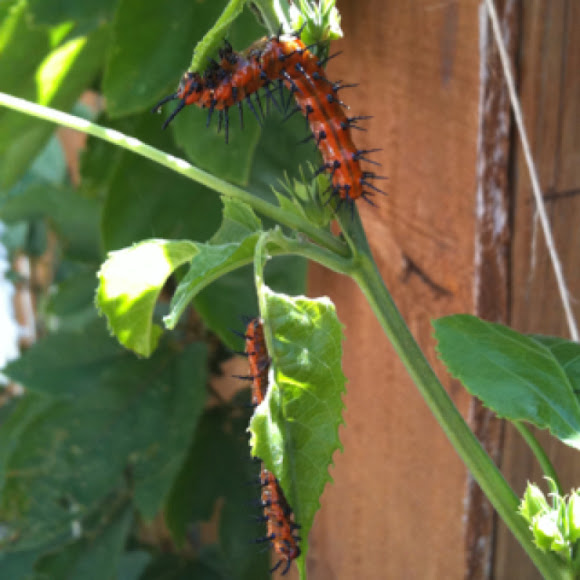 Gulf fritillary caterpillars Project Noah