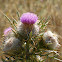 Woolly Thistle