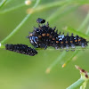 Anise Swallowtail Caterpillar eating Exuvia