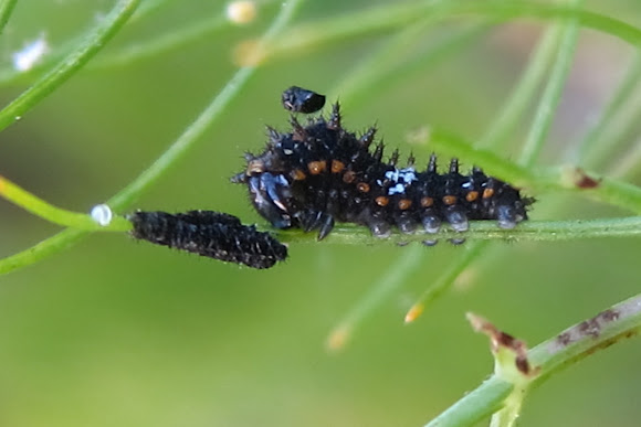 Anise Swallowtail Caterpillar eating Exuvia | Project Noah