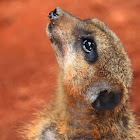 Suricate