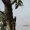 Yellow fronted pied woodpecker