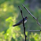 Wire tail swallow
