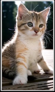 How to download Cat patch 1.0.3 apk for bluestacks