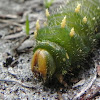 Imperial Moth caterpillar