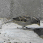 House Sparrow (Female)