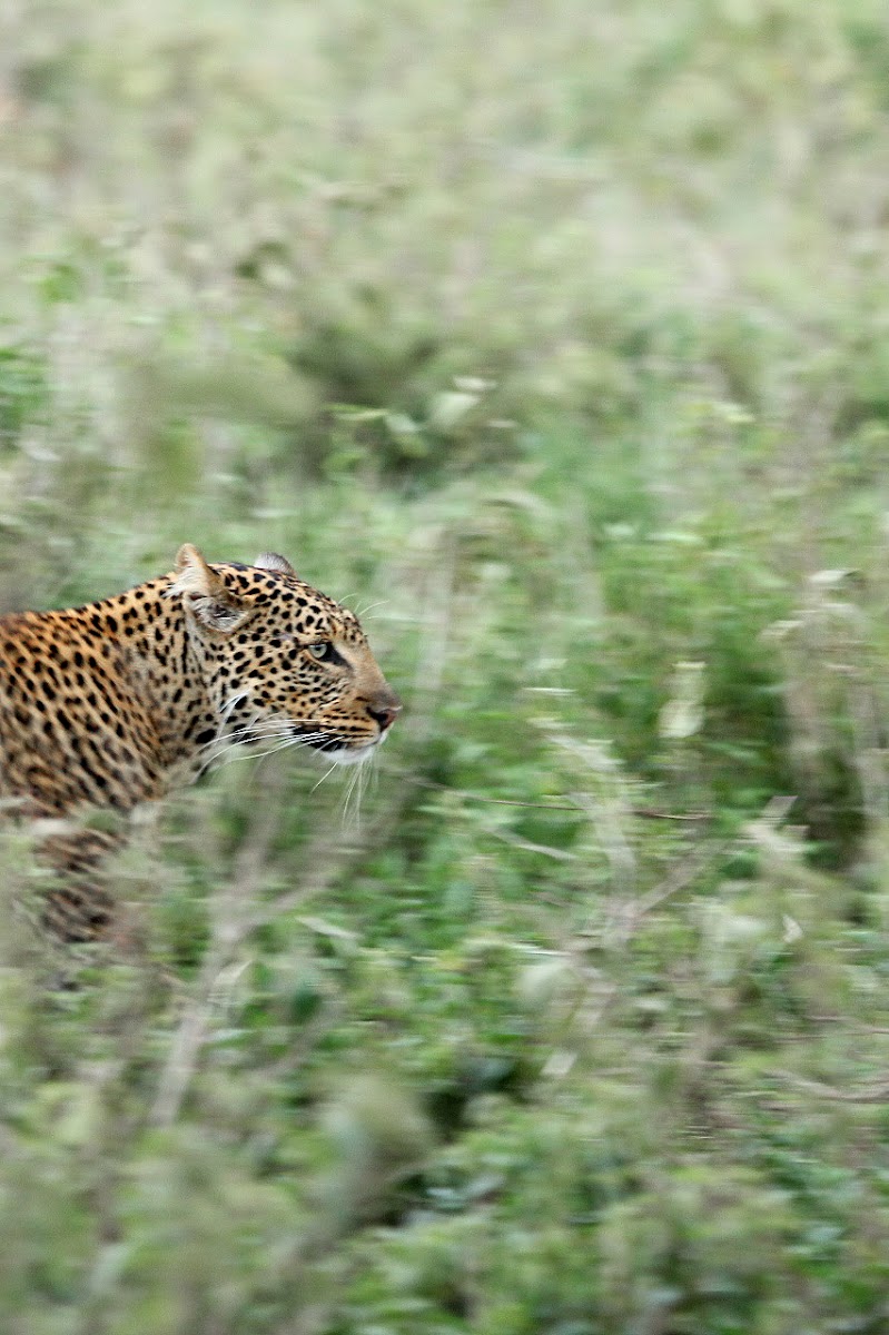 African Leopard