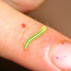 inch worm