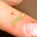 inch worm