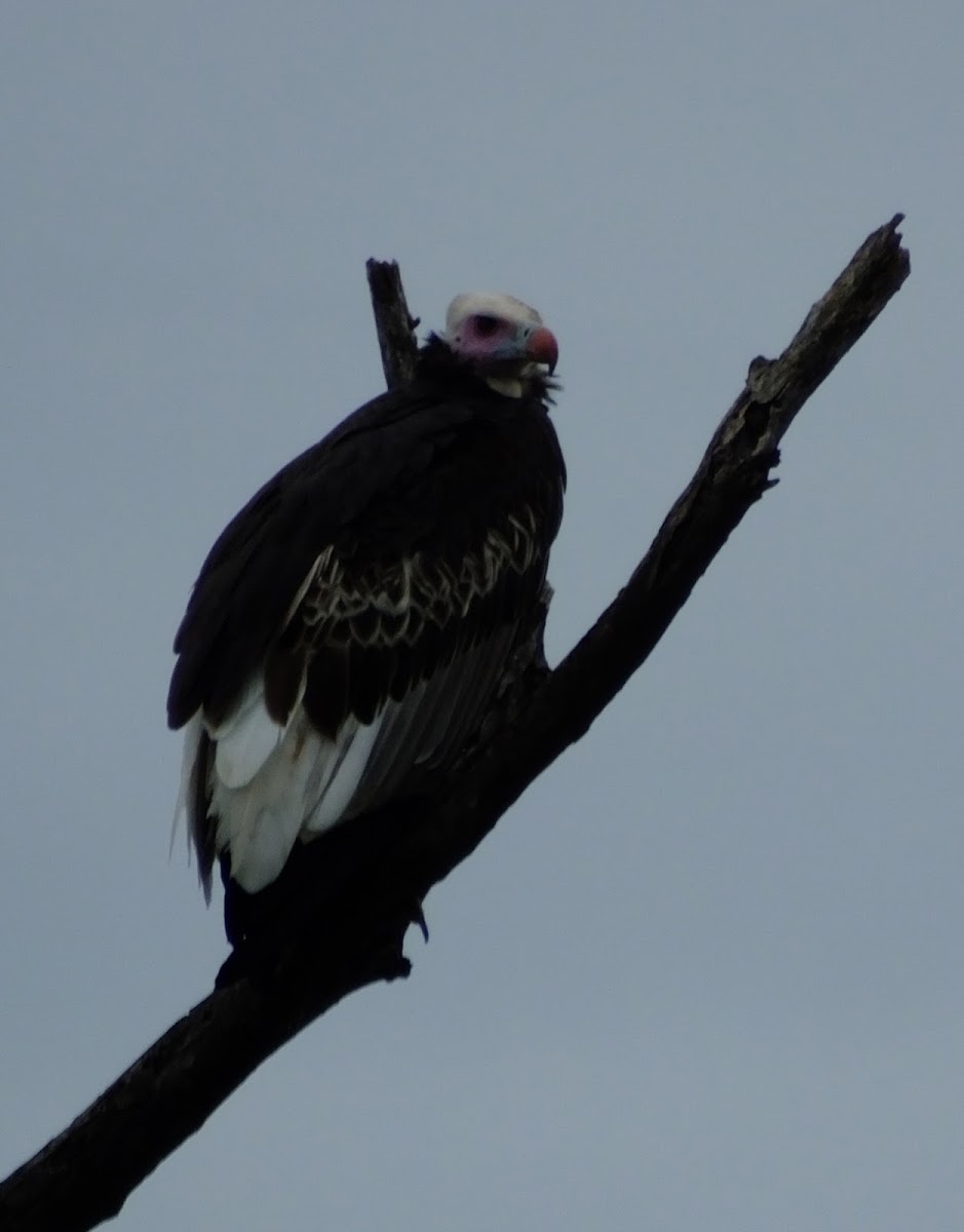 white headed vulture