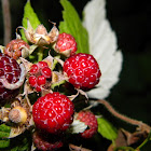 American raspberry