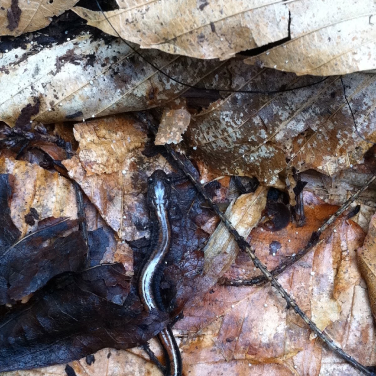 Northern red back salamander