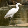 Cattle Egret (non-breeding)