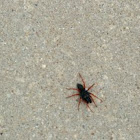 Red Legged Purse Web Spider