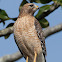 Red-shouldered Hawk