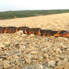 Broad-banded Water Snake