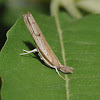 Grass-veneer moth