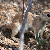 Round-Tailed Ground Squirrel