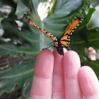 Monarch Butterfly hatching.