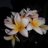 Plumeria ( white plumeria )