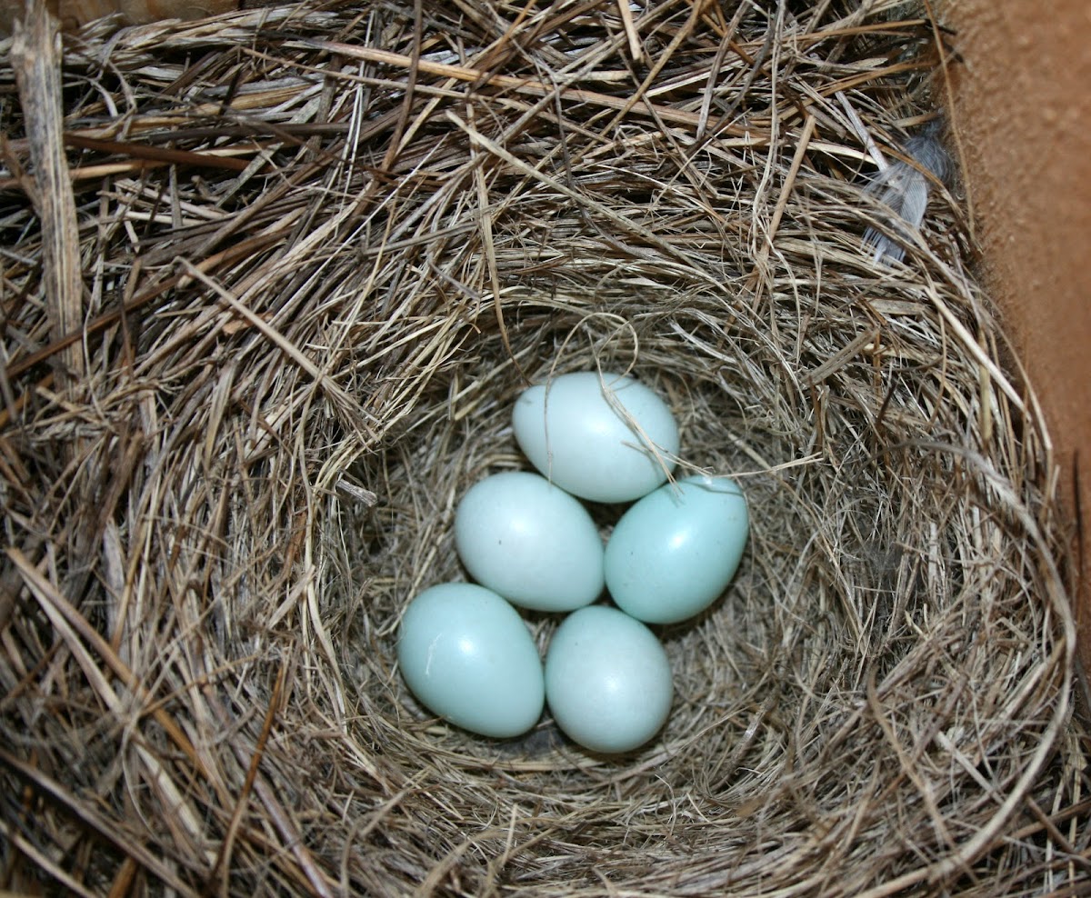 Bluebird Eggs Project Noah