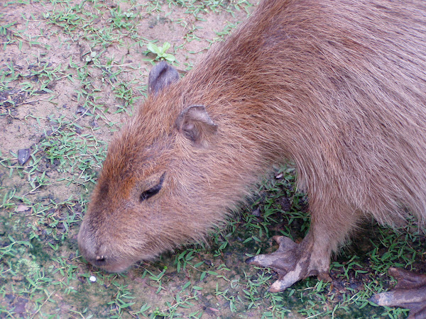 Capybara | Project Noah